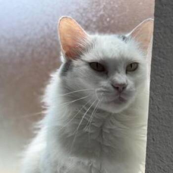 Turkish Angora and Domestic Long Hair Cats Available for Adoption in Liverpool, Texas - Smudge | PetCurious