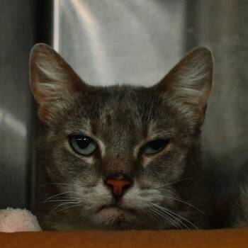 Rosemary -  Domestic Short Hair Cat for Adoption in Ottawa, Kansas - Rosemary | PetCurious