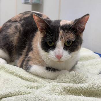 Sia -  Domestic Short Hair Cat for Adoption in Oshkosh, Wisconsin - Sia | PetCurious