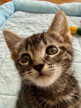 Ghirardelli -  Domestic Short Hair Cat for Adoption in San Francisco, California - Ghirardelli | PetCurious