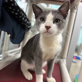 Rescue Domestic Short Hair Cats for Adoption in Corpus Christi, Texas - Mash | PetCurious