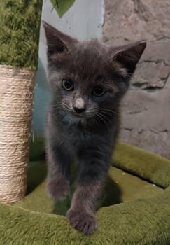 Rescue Domestic Short Hair Cats for Adoption in Germansville, Pennsylvania - Expo | PetCurious
