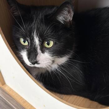 Max -  Domestic Short Hair Cat for Adoption in Las Vegas, Nevada - Max | PetCurious