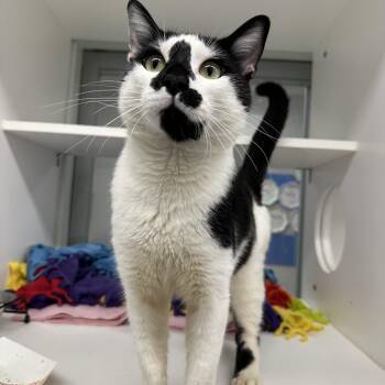 Chad (ID 52971) -  Domestic Short Hair Cat for Adoption in Manassas, Virginia - Chad (ID 52971) | PetCurious