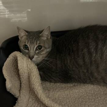Weather -  Domestic Short Hair Cat for Adoption in Watertown, New York - Weather | PetCurious