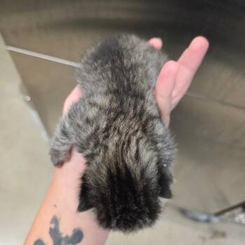 Dolly -  Domestic Short Hair Cat for Adoption in Sand Springs, Oklahoma - Dolly | PetCurious