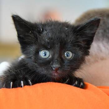 Rescue Domestic Short Hair Cats for Adoption in Dallas, Texas - Cashew | PetCurious