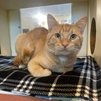 Crouton -  Domestic Short Hair Cat for Adoption in Rochester, Minnesota - Crouton | PetCurious
