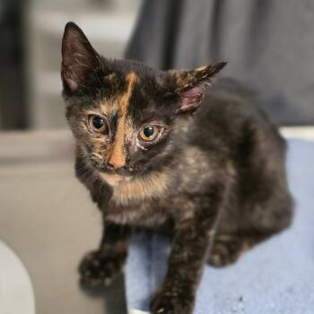 Mercedes -  Domestic Short Hair Cat for Adoption in Newark, New Jersey - Mercedes | PetCurious