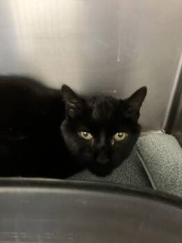 Morticia -  Domestic Medium Hair and Domestic Short Hair Cat Available for Adoption in Longmont, Colorado - Morticia | PetCurious