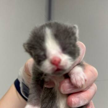 Skippyjon Jones -  Domestic Short Hair Cat for Adoption in Concord, North Carolina - Skippyjon Jones | PetCurious