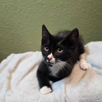 Heifer -  Domestic Short Hair Cat for Adoption in Fresno, California - Heifer | PetCurious
