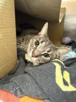 Gwen -  Domestic Short Hair Cat for Adoption in Westland, Michigan - Gwen | PetCurious