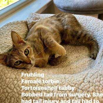 Fruhling -  Domestic Short Hair Cat Available for Adoption in Landenberg, Pennsylvania - Fruhling | PetCurious