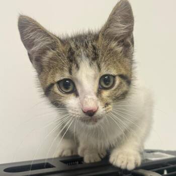 Domestic Short Hair Cats Available for Adoption in Hattiesburg, Mississippi - Moony | PetCurious