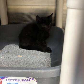 Binky 54276 -  Domestic Medium Hair Cat for Adoption in Las Vegas, Nevada - Binky 54276 | PetCurious