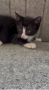 Piccolo -  Domestic Short Hair Cat for Adoption in Social Circle, Georgia - Piccolo | PetCurious