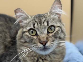 Stuart -  Domestic Medium Hair Cat for Adoption in Portland, Oregon - Stuart | PetCurious