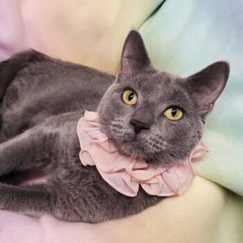Smooshy -  Domestic Short Hair Cat for Adoption in Marseilles, Illinois - Smooshy | PetCurious