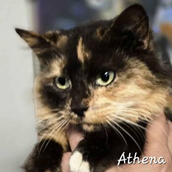 Rescue Calico Cats for Adoption in St. Augustine, Florida - Athena | PetCurious