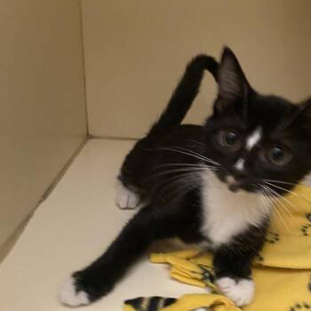 Little Girl -  Domestic Short Hair Cat for Adoption in Dayton, Ohio - Little Girl | PetCurious