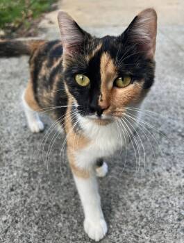 Rescue American Shorthair Cats for Adoption in Greensboro, North Carolina - Tigresa | PetCurious