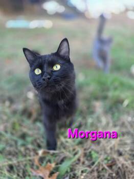 Rescue Domestic Short Hair Cats for Adoption in Rustburg, Virginia - Morgana - Not At Shelter (Carisa) | PetCurious