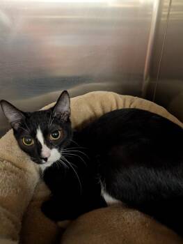 Crya -  Domestic Short Hair Cat for Adoption in Tucson, Arizona - Crya | PetCurious