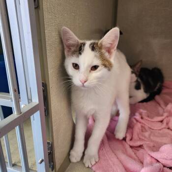 Rescue Domestic Short Hair Cats for Adoption in Monroe, Michigan - Stoli | PetCurious