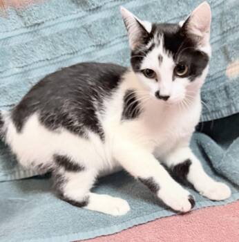 Tim -  Domestic Short Hair Cat for Adoption in Elizabethtown, North Carolina - Tim | PetCurious