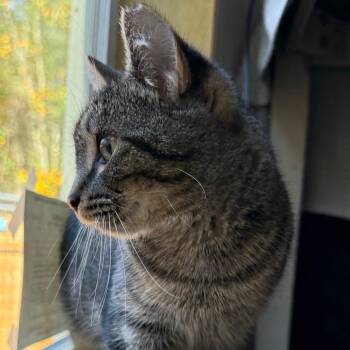 Cumby -  Domestic Short Hair Cat for Adoption in Otisfield, Maine - Cumby | PetCurious