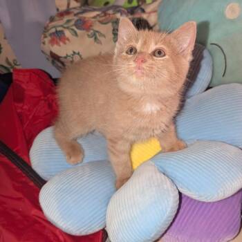 Zach -  Domestic Medium Hair Cat for Adoption in Granville, Ohio - Zach | PetCurious