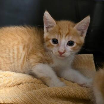 Avast -  Domestic Short Hair Cat for Adoption in Phoenix, Arizona - Avast | PetCurious