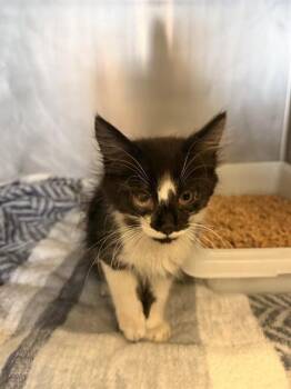 EARL -  Domestic Long Hair Cat for Adoption in Camarillo, California - EARL | PetCurious