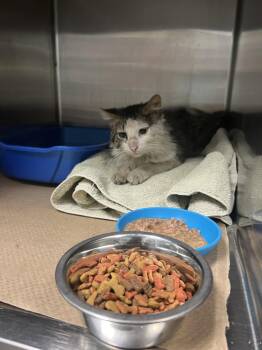 Emire (TAS 8) -  Domestic Medium Hair Cat for Adoption in Trenton, New Jersey - Emire (TAS 8) | PetCurious