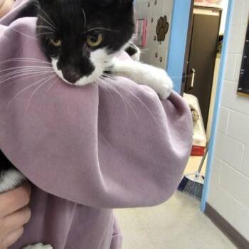 Domestic Short Hair Cats Available for Adoption - Dark Knight | PetCurious