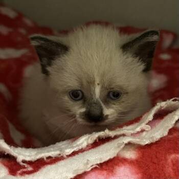 Vanilla Bean -  Domestic Short Hair Cat for Adoption in Mason City, Iowa - Vanilla Bean | PetCurious