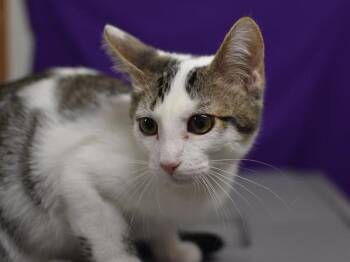 Charleston -  Domestic Short Hair Cat for Adoption in Portland, Oregon - Charleston | PetCurious