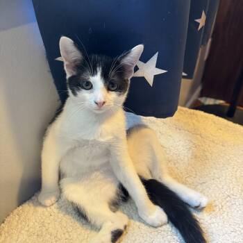 Ali -  Domestic Short Hair Cat for Adoption - Ali | PetCurious