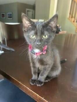 Natalie (pink collar) -  Domestic Short Hair Cat Available for Adoption in Dayton, Minnesota - Natalie (pink Collar) | PetCurious