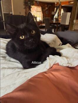 Atticus -  Domestic Short Hair Cat for Adoption in Topsham, Maine - Atticus | PetCurious