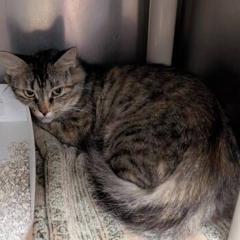 Starbust -  Domestic Medium Hair Cat for Adoption in St. Augustine, Florida - Starbust | PetCurious