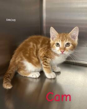 Cam -  Domestic Short Hair Cat for Adoption in Burlington, Iowa - Cam | PetCurious