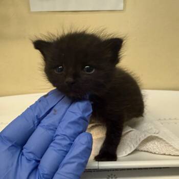 Woolly Bear -  Domestic Short Hair Cat for Adoption in Pasadena, California - Woolly Bear | PetCurious