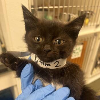 71353 -  Domestic Short Hair Cat for Adoption in Harrisonburg, Virginia - 71353 | PetCurious