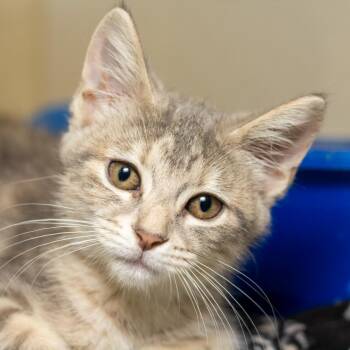 Domestic Short Hair Cats Available for Adoption in Evansville, Indiana - Aurora | PetCurious