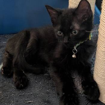 Mario -  Domestic Short Hair Cat for Adoption in Fairfax Station, Virginia - Mario | PetCurious
