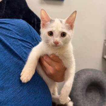 Lois -  Domestic Short Hair Cat for Adoption in Williston, Florida - Lois | PetCurious