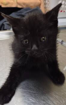 Domestic Short Hair Cats Available for Adoption in Christiansburg, Virginia - Villager | PetCurious