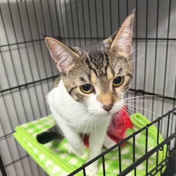 Rescue Domestic Short Hair Cats for Adoption in Normal, Illinois - Tabitha | PetCurious